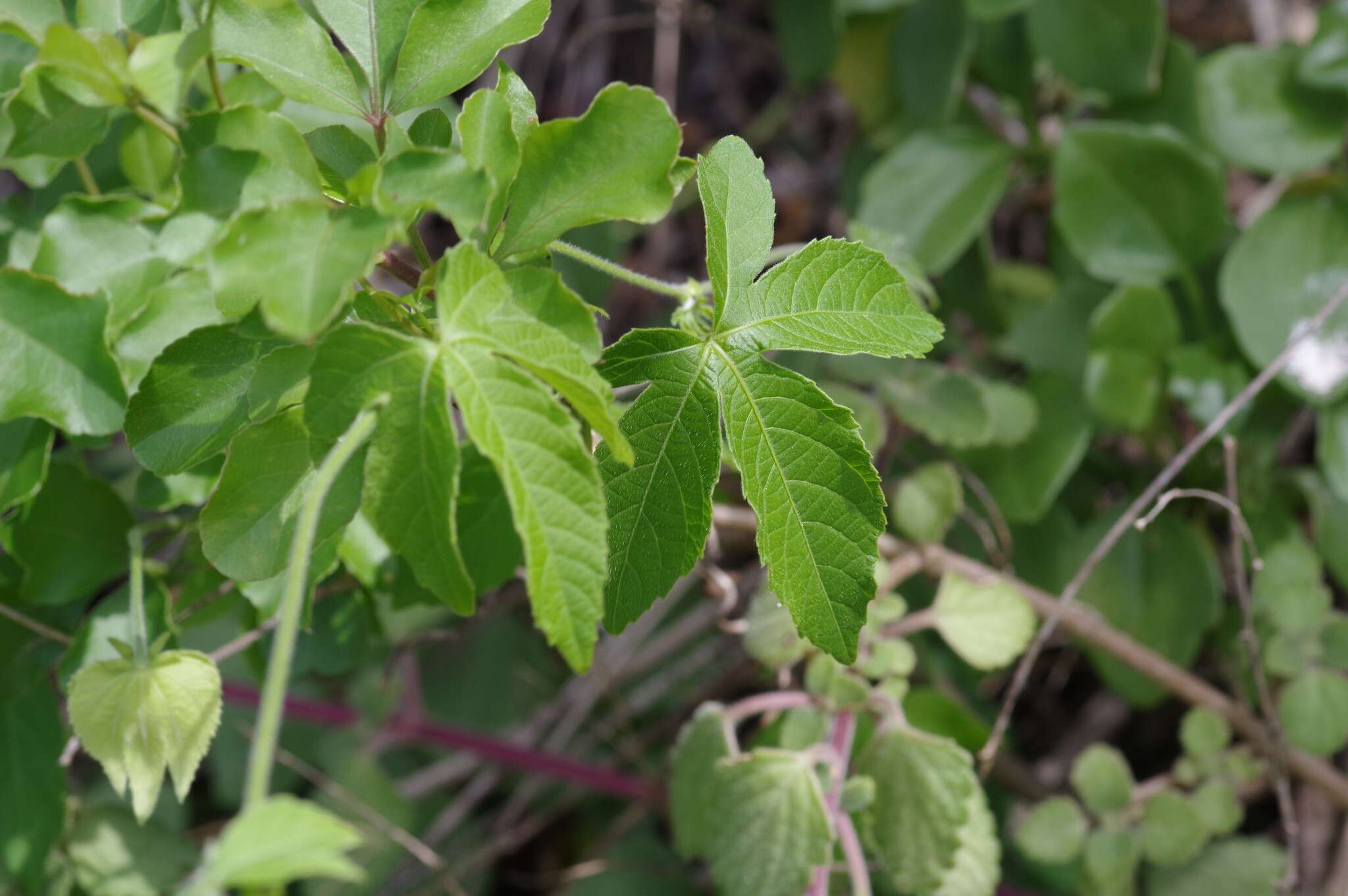 Plancia ëd Dalechampia capensis A. Spreng.