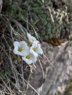 Image of Saxifraga marginata Sternb.