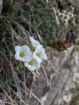 Sivun Saxifraga marginata Sternb. kuva