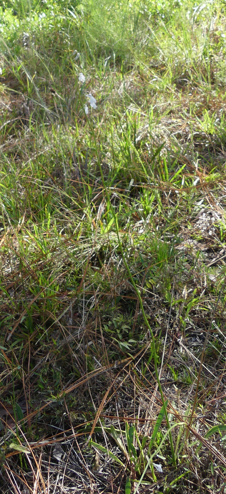 Image of White Lobelia