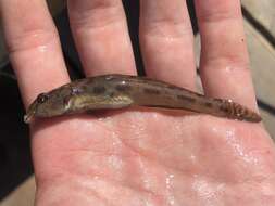 Image of Bay goby