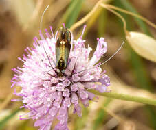 Слика од Nemophora raddaella Hübner 1793