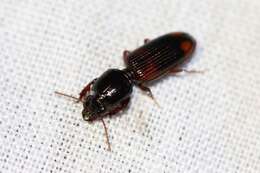 Clivina (Paraclivina) bipustulata (Fabricius 1798)的圖片