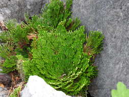 Image of Selaginella novoleonensis Hieron.