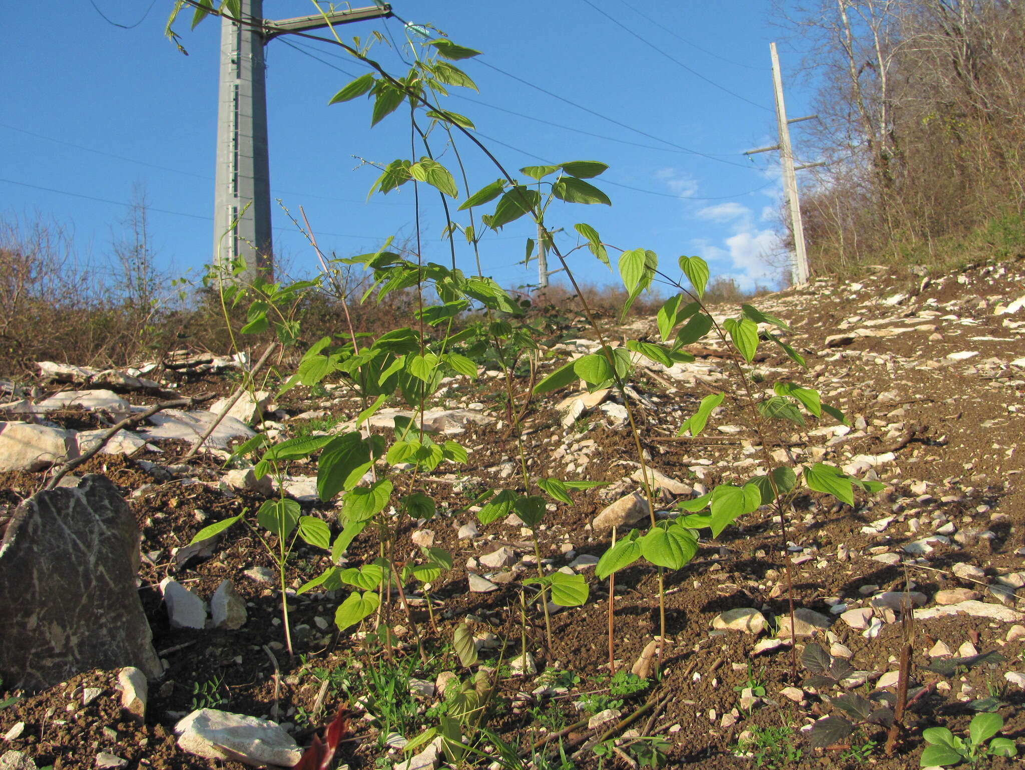 Dioscorea caucasica Lipsky的圖片