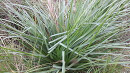 Image of Eryngium pandanifolium Cham. & Schltdl.