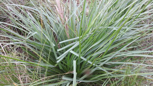 Image of Eryngium pandanifolium Cham. & Schltdl.