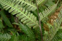 Plancia ëd Pteris biaurita subsp. fornicata Fraser-Jenk.