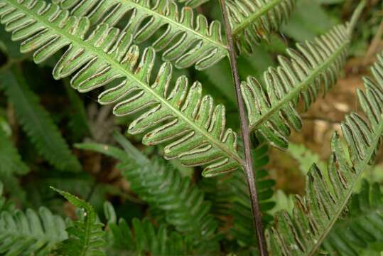 Imagem de Pteris biaurita subsp. fornicata Fraser-Jenk.