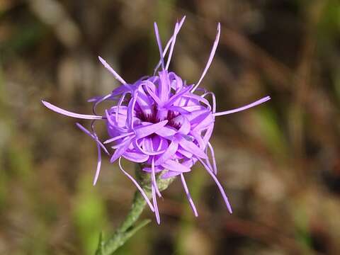 Image of branched blazing star