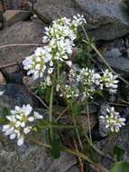 Image of Common Scurvygrass