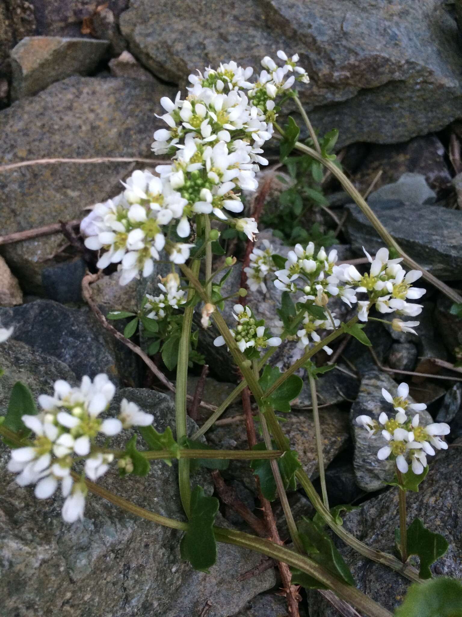 Image of Common Scurvygrass