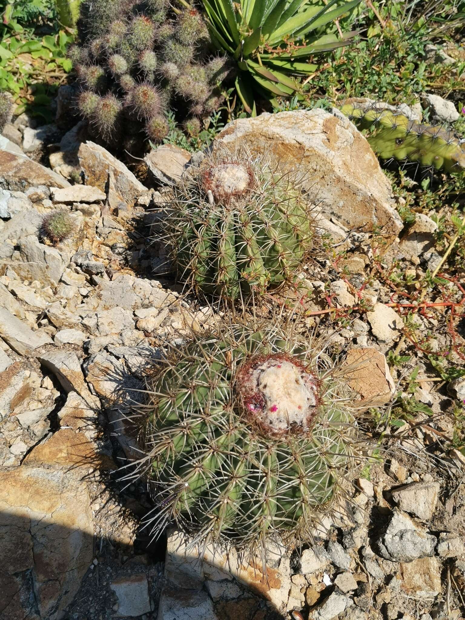 Image of Melocactus curvispinus subsp. dawsonii (Bravo) N. P. Taylor