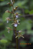 Image de Corallorhiza maculata var. mexicana (Lindl.) Freudenst.