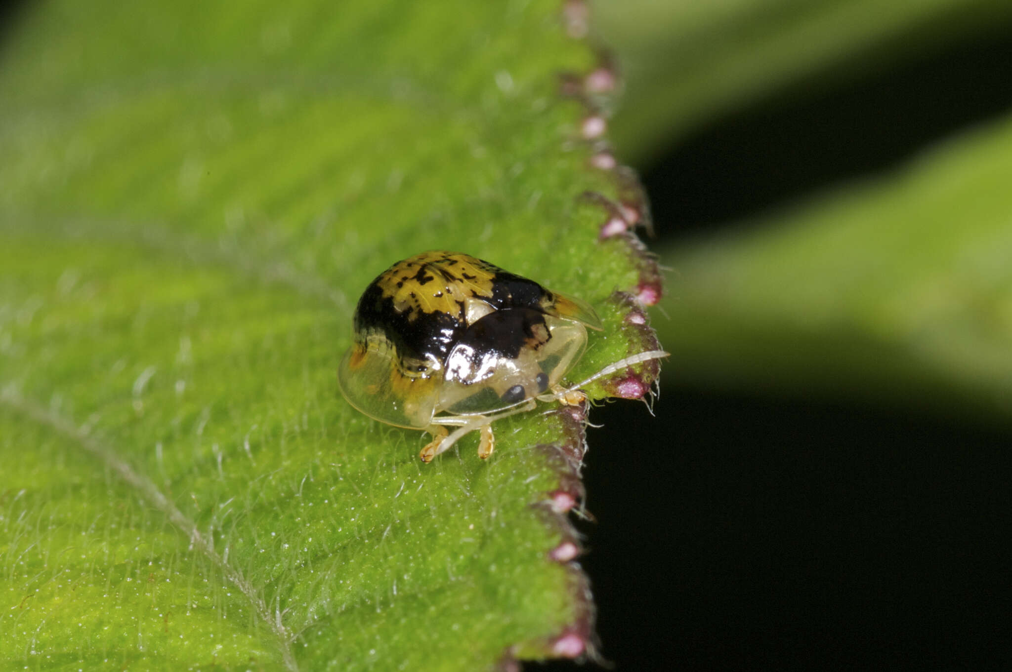 Image of Microctenochira sertata (Erichson 1847)