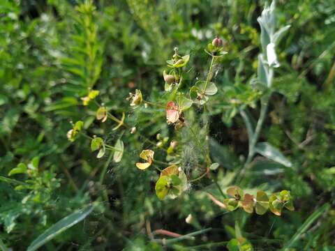 Слика од Euphorbia microcarpa (Prokh.) Krylov