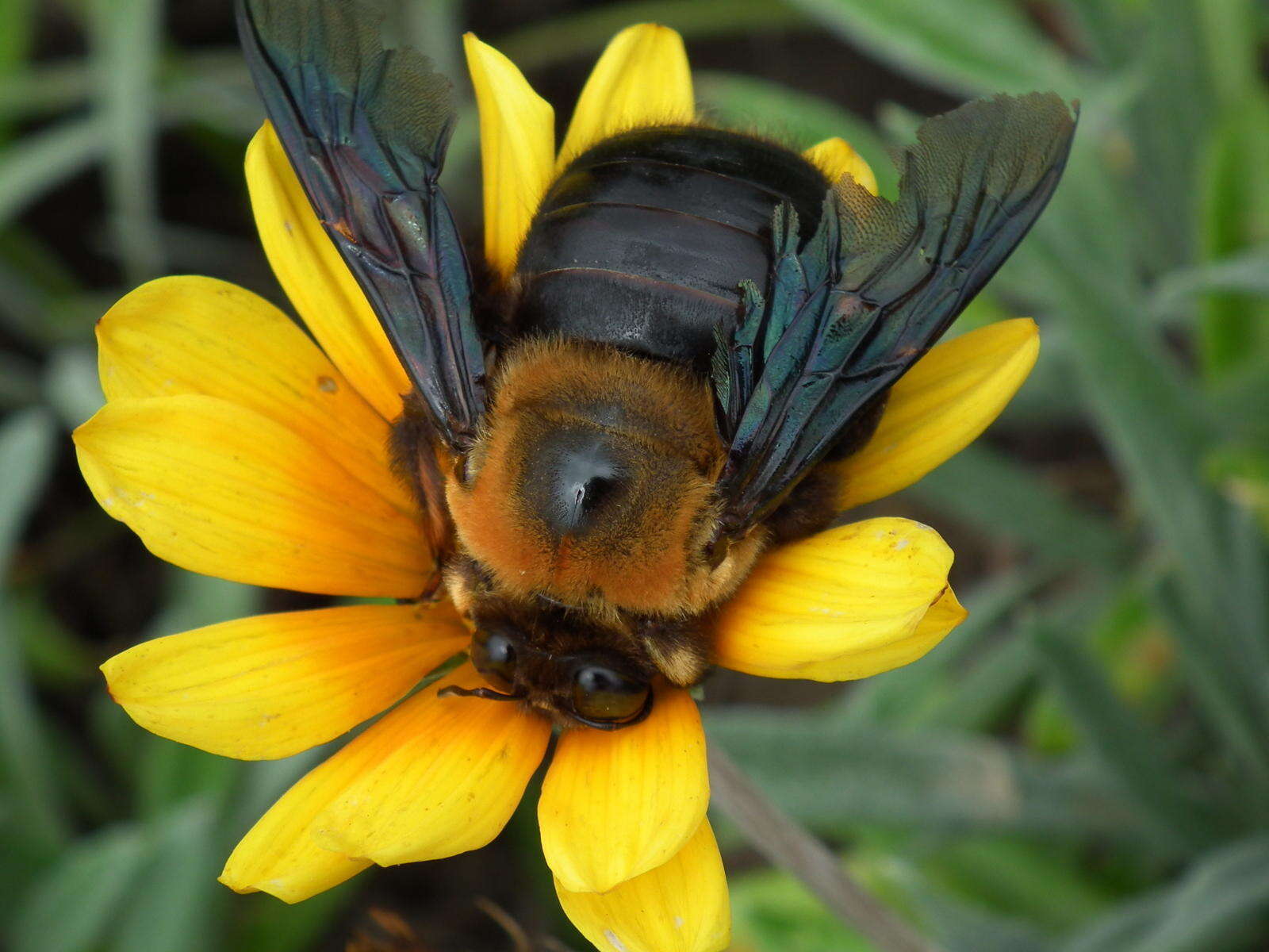 Image of Xylocopa flavorufa (De Geer 1778)