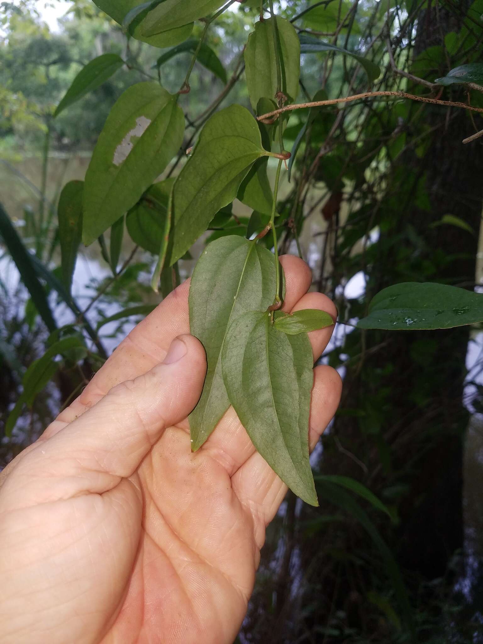 Smilax walteri Pursh resmi