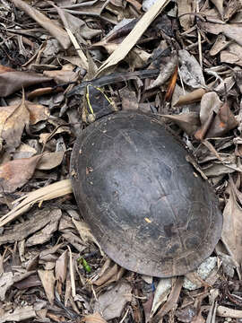 Image of South Asian Box Turtle