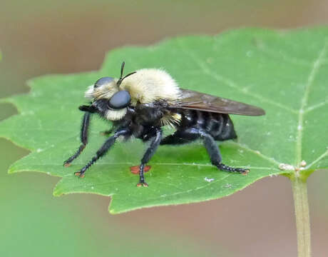 Image of Laphria virginica (Banks 1917)