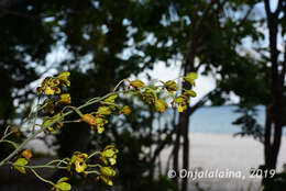 Graphorkis concolor var. alphabetica F. N. Rasm.的圖片