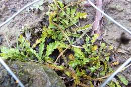 Image of Brachyscome sinclairii var. pinnata (Hook. fil.) Allan