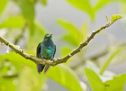 Image of Western Emerald