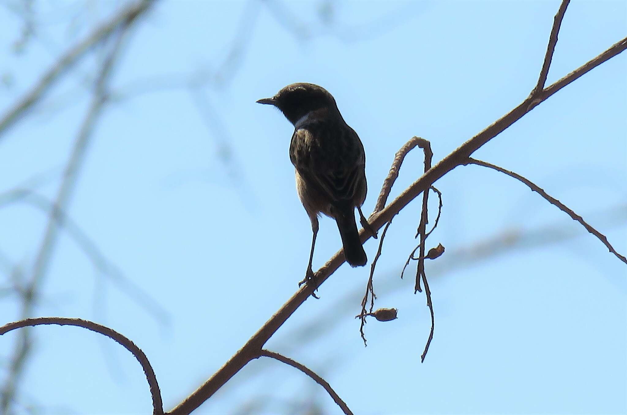 صورة Saxicola rubicola rubicola (Linnaeus 1766)