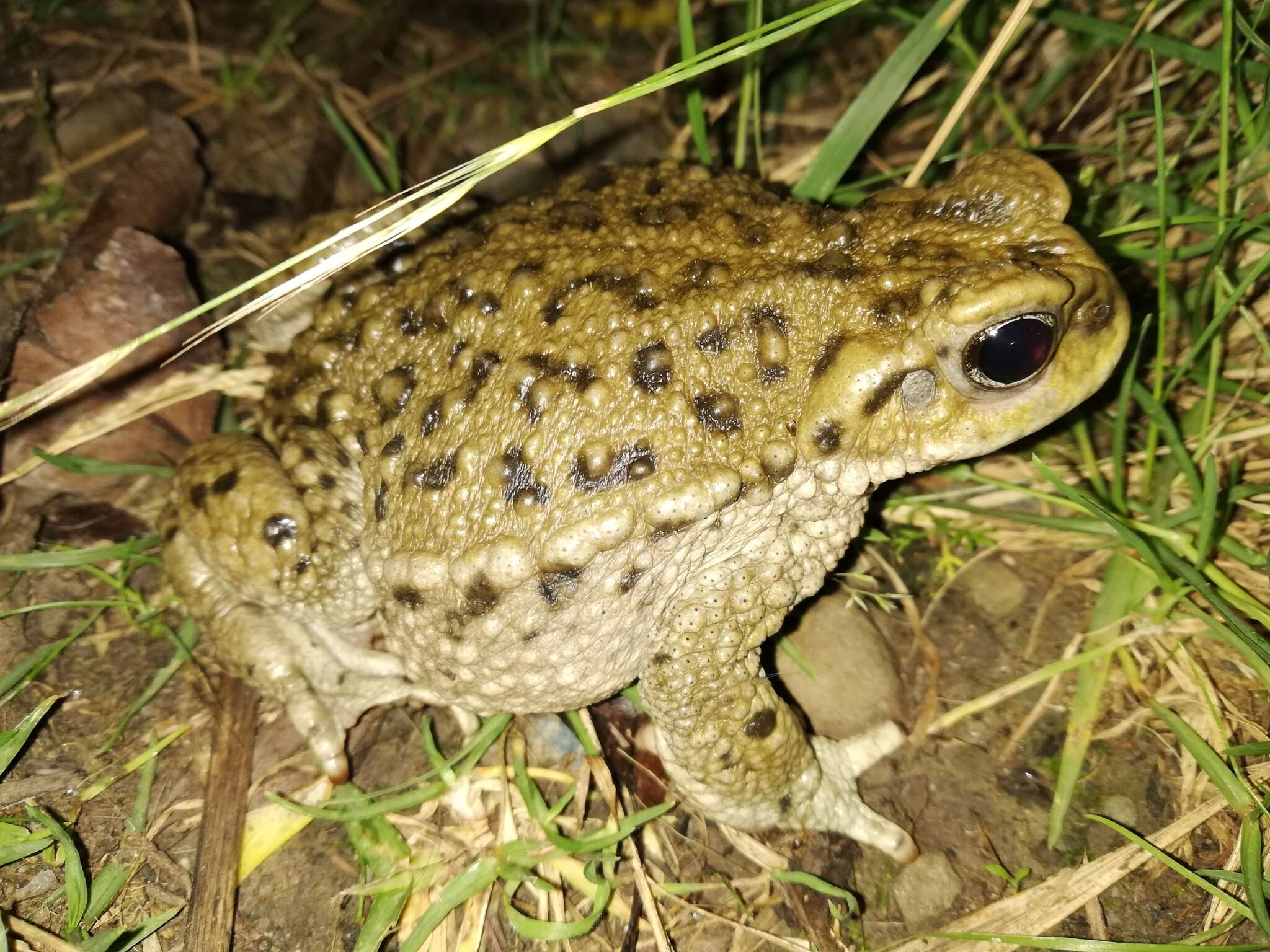 Image of Rhinella spinulosa (Wiegmann 1834)