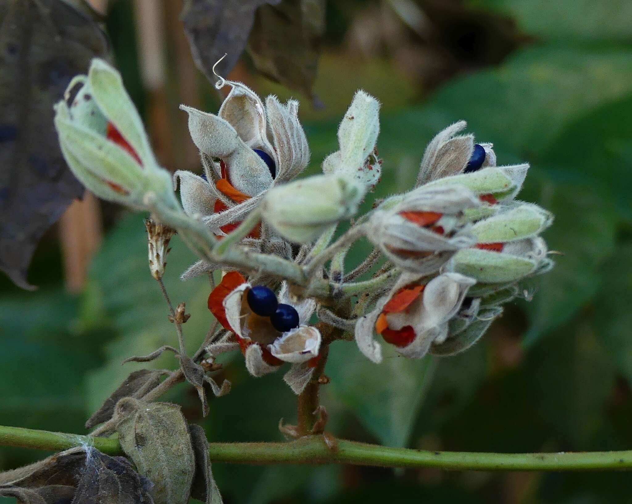 Image of Rhynchosia hirta (Andrews) Meikle & Verdc.