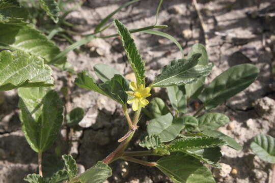 Image of threelocule corchorus