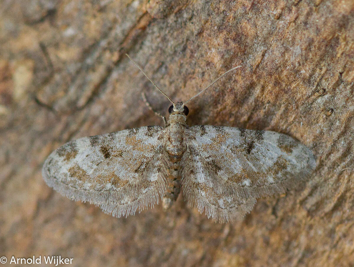 Eupithecia pantellata Millière 1875 resmi