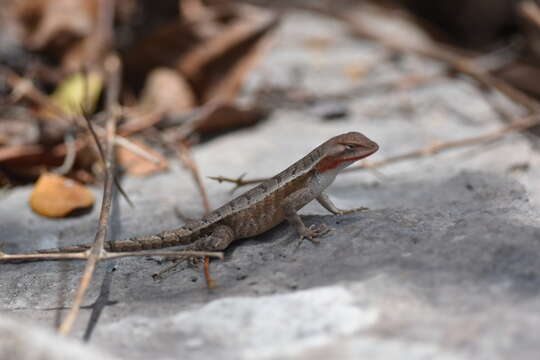 Image of Yellow-spotted Spiny Lizard