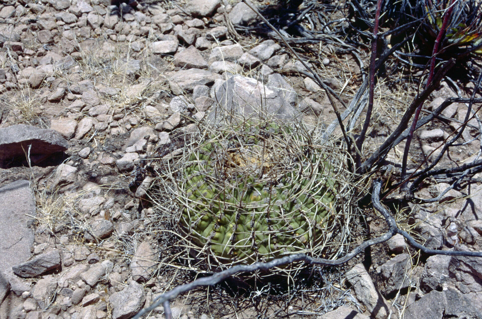 Image of Gymnocalycium spegazzinii subsp. cardenasianum (F. Ritter) R. Kiesling & Metzing