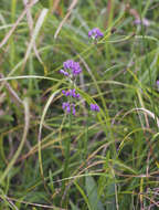 Image of Allium thunbergii G. Don