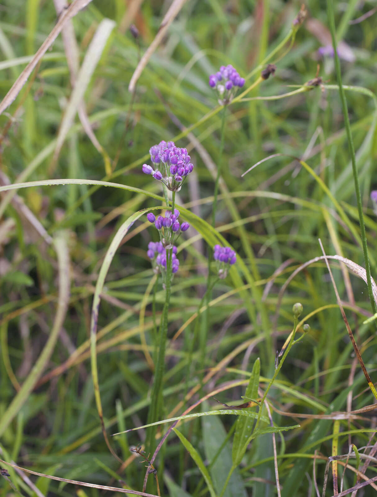 صورة Allium thunbergii G. Don