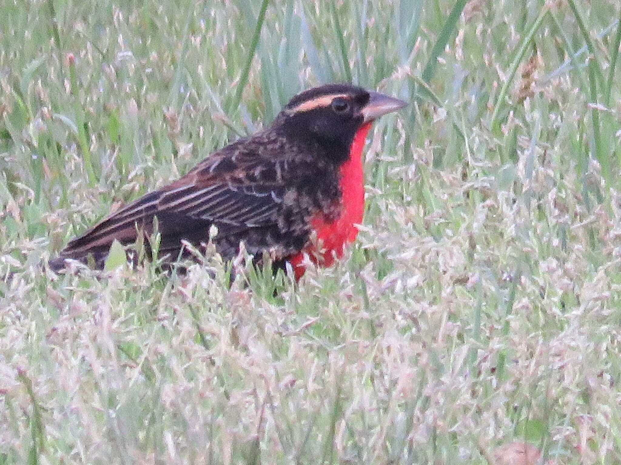 Image of White-browed Blackbird