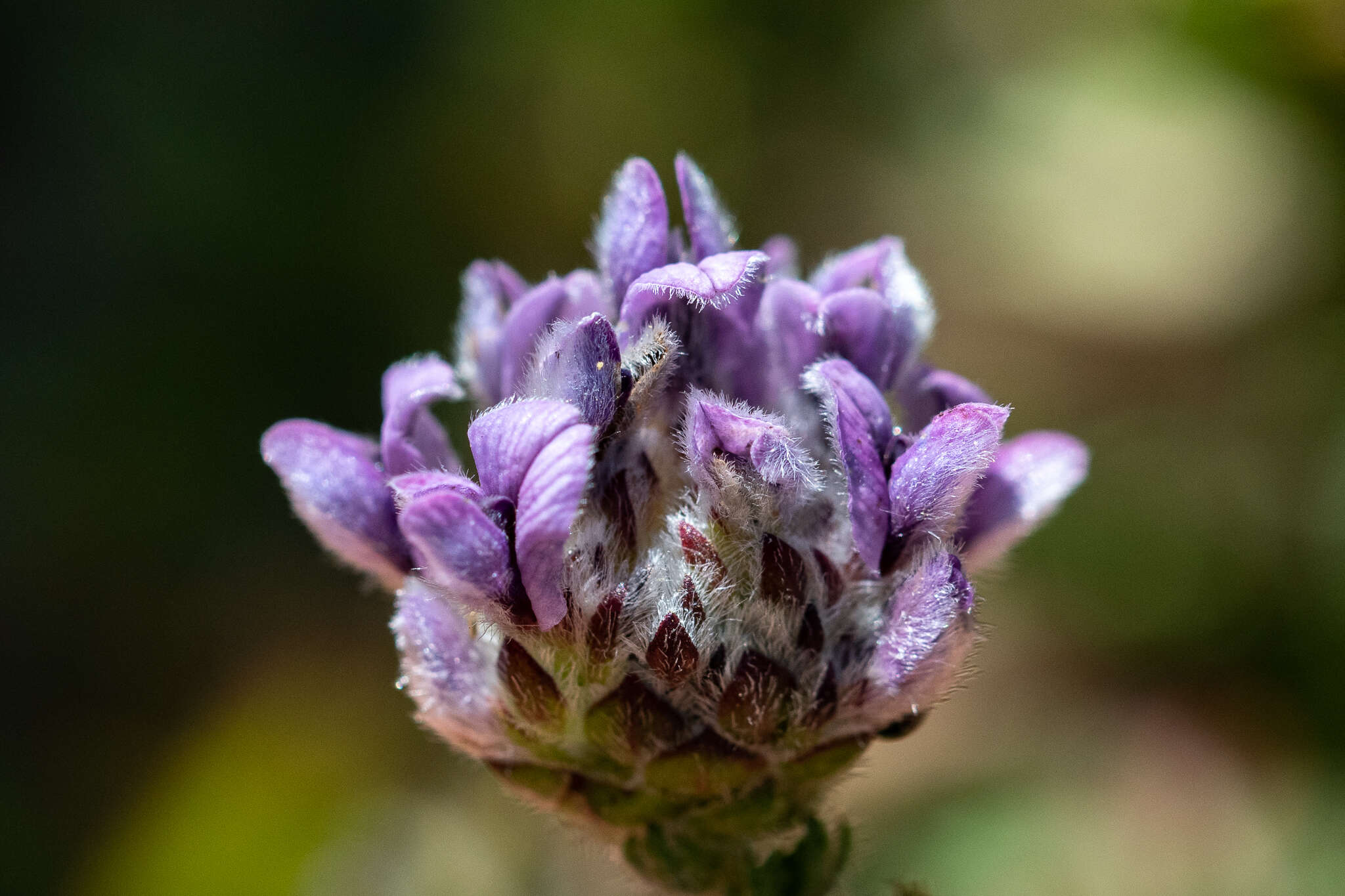 Image of Aspalathus globulosa E. Mey.