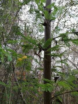 Plancia ëd Vachellia hindsii (Benth.) Seigler & Ebinger