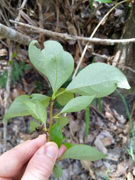 Image of Yunnan poplar