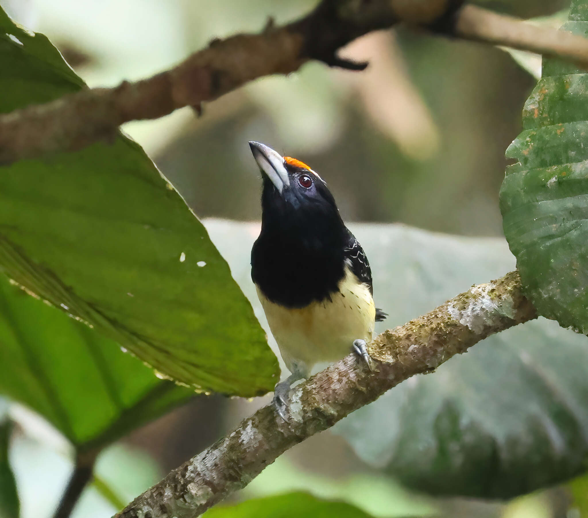 Image of Orange-fronted Barbet