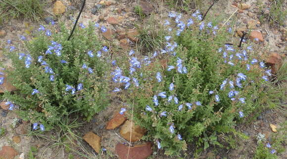 Image of Salvia muirii L. Bolus