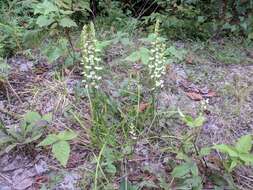 Image of Yellow nodding lady's tresses