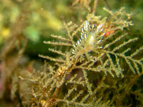 Image of Dendronotus kamchaticus Ekimova, Korshunova, Schepetov, Neretina, Sanamyan & Martynov 2015