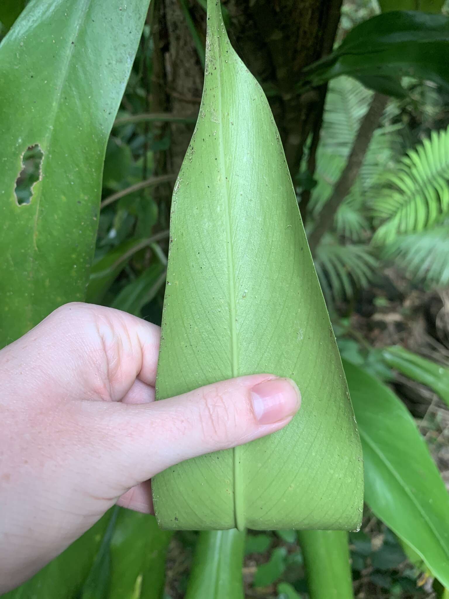 Image of Rhaphidophora petrieana A. Hay