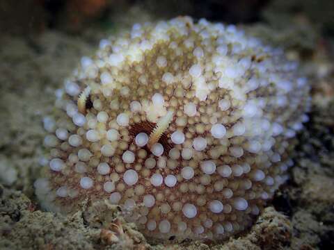 Image of barnacle-eating onchidoris