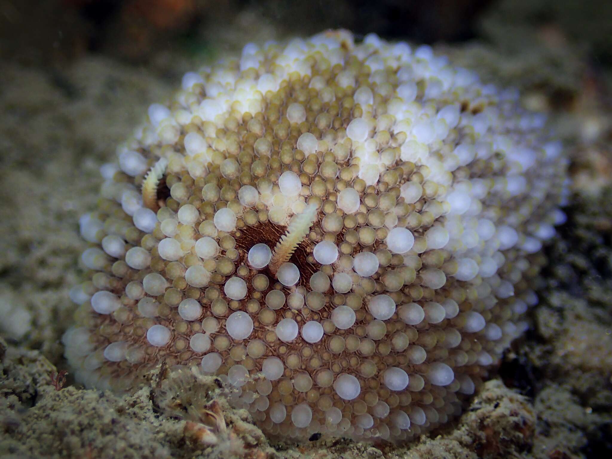 Imagem de Onchidoris bilamellata (Linnaeus 1767)