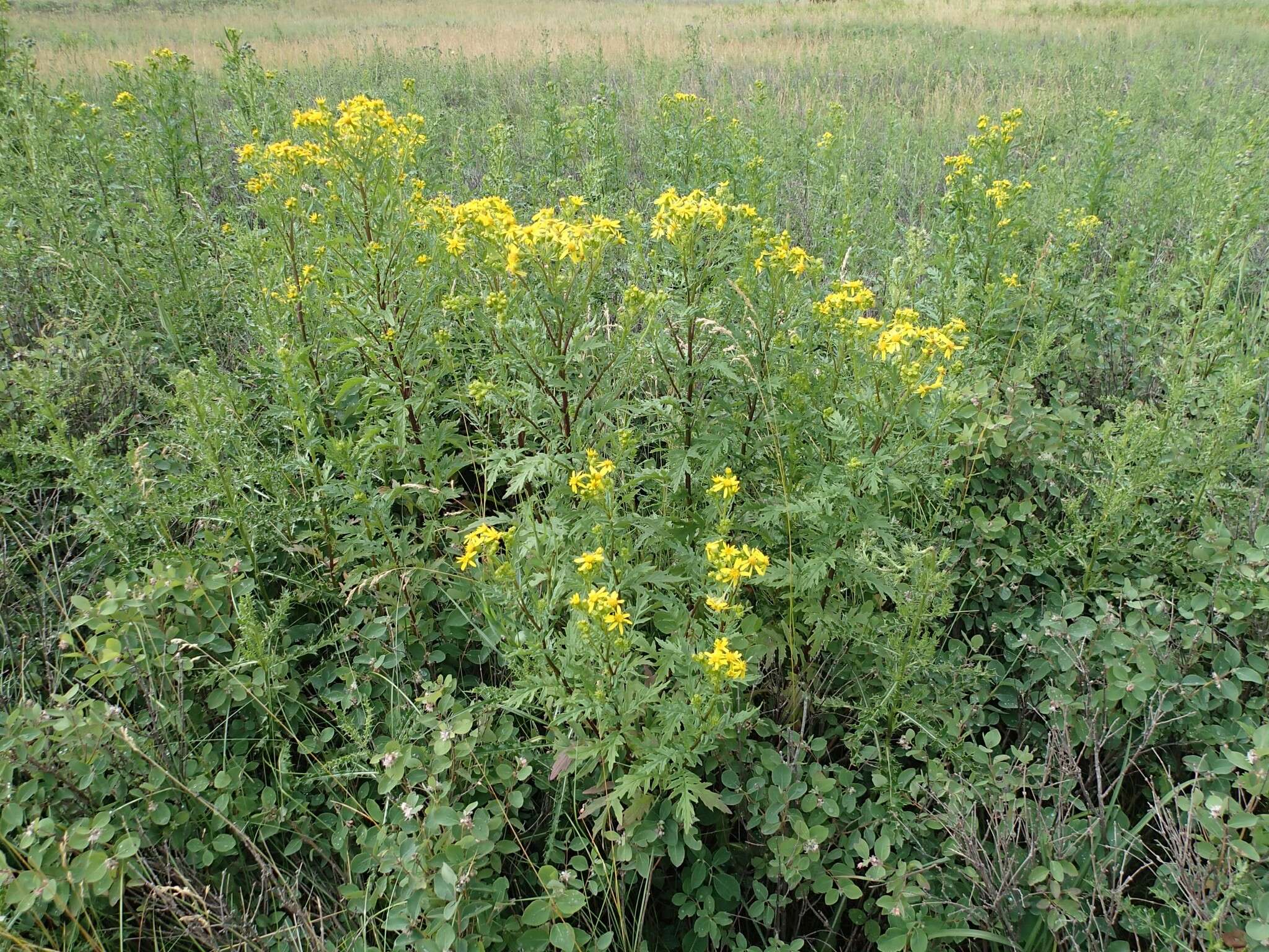 Image of Desert Ragwort