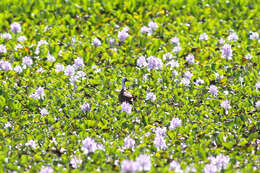 Image of Madagascan Jacana