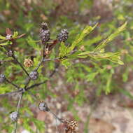 Sivun Asteromyrtus lysicephala (F. Müll. & F. M. Bail.) L. A. Craven kuva